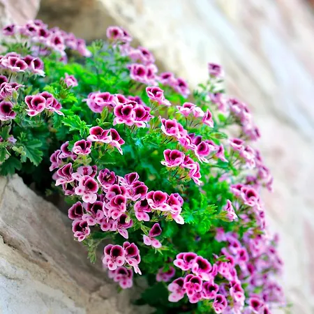 Yundantik Cunda Konaklari Ayvalı